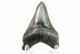 Serrated, Fossil Megalodon Tooth - South Carolina #154177-1